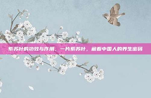 紫苏叶的功效与作用，一片紫苏叶，藏着中国人的养生密码