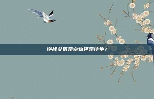 逆战艾蓓是宠物还是伴生?