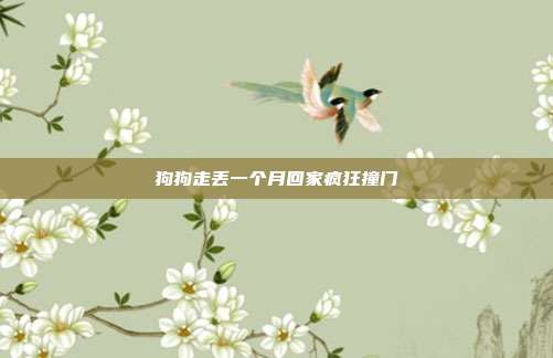 狗狗走丢一个月回家疯狂撞门