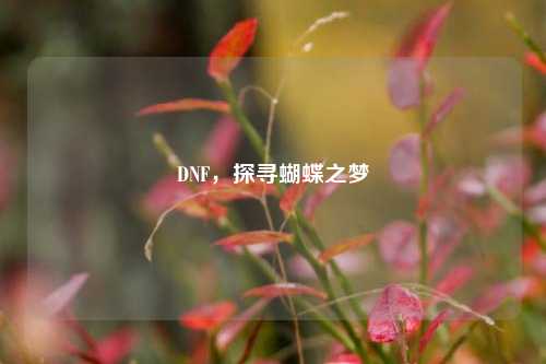 DNF,探寻蝴蝶之梦