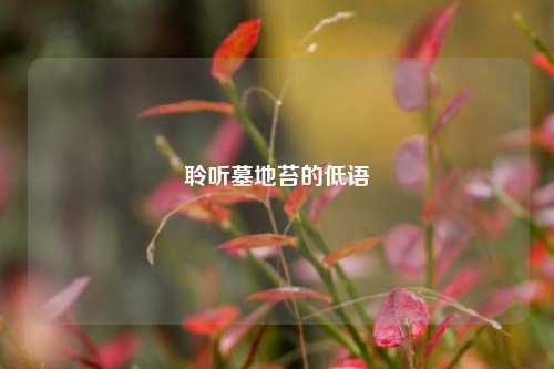 聆听墓地苔的低语