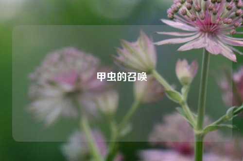甲虫的召唤